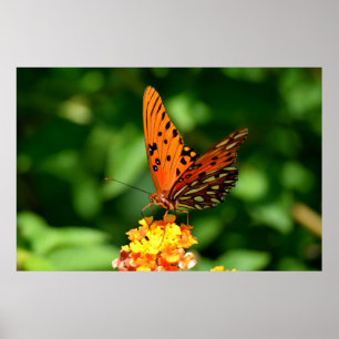 Poster Papillon fritillaire du Golfe