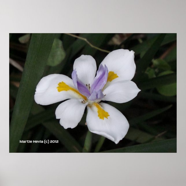 Poster Papillon iris (Devant)