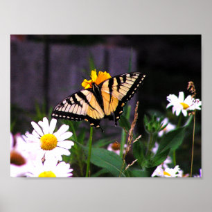 Poster Papillon jaune