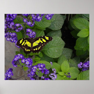 Poster Papillon jaune sur les fleurs violettes Imprimer