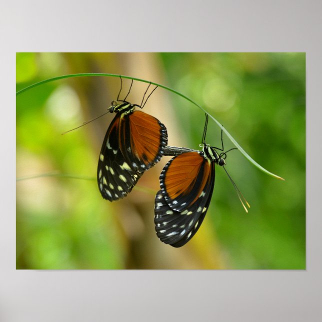 Poster Papillon long tigre (Devant)