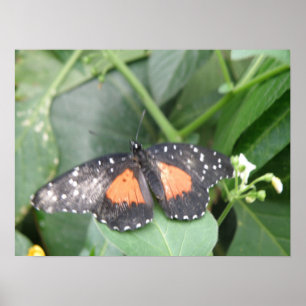 Poster Papillon long tigre