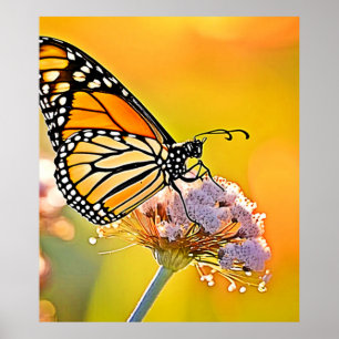 Poster Papillon Majestic Gros plan