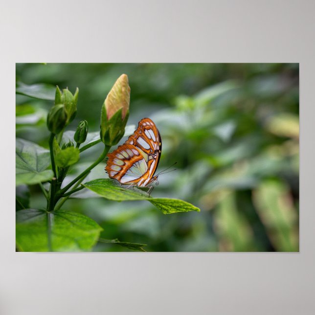 Poster papillon malachite (Devant)