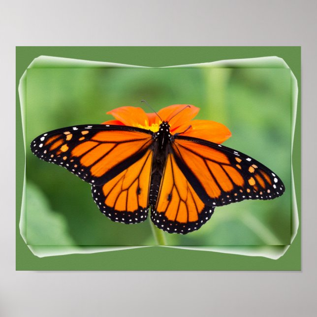 Poster Papillon monarque (Devant)