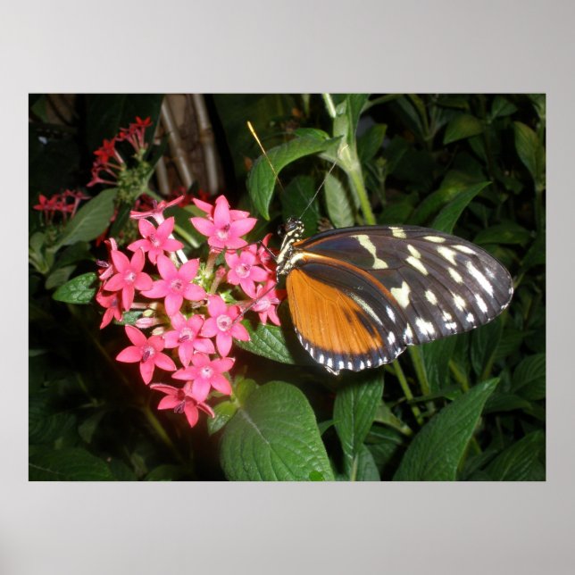 Poster Papillon Monarque (Devant)