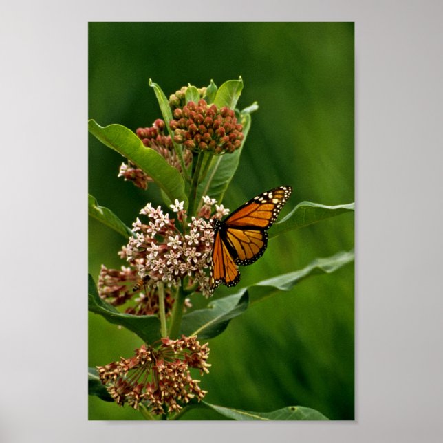Poster Papillon monarque (Devant)