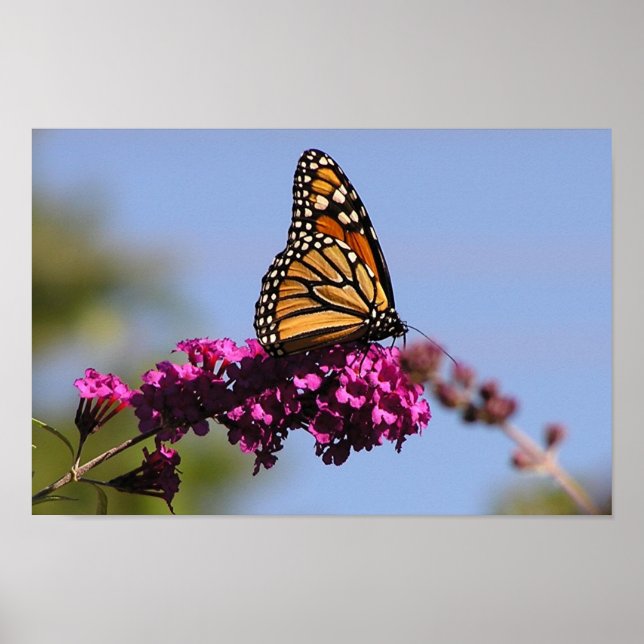 Poster Papillon monarque (Devant)
