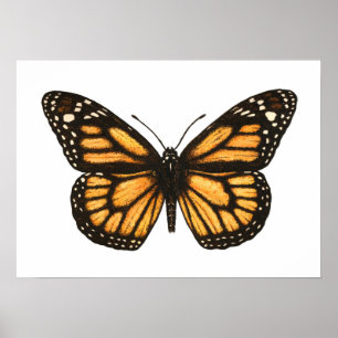 Poster Papillon monarque