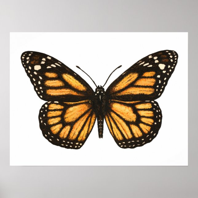 Poster Papillon monarque (Devant)