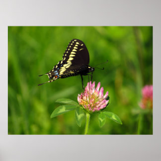 Poster Papillon monarque