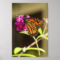 Papillon monarque
