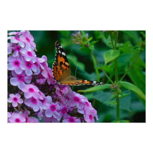 Poster Papillon monarque (Devant)