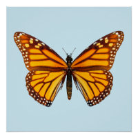 Papillon Monarque