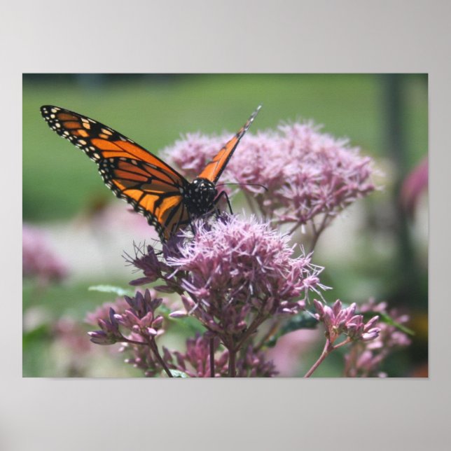 Poster Papillon Monarque_2 (Devant)