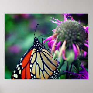 Poster Papillon Monarque En Fleur Fermer
