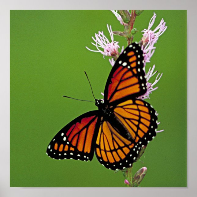 Poster Papillon monarque et fleur sur Carré vert (Devant)