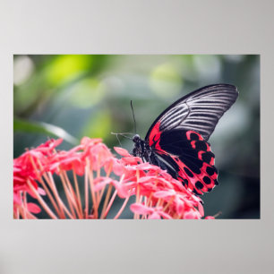 Poster Papillon monarque & Fleur