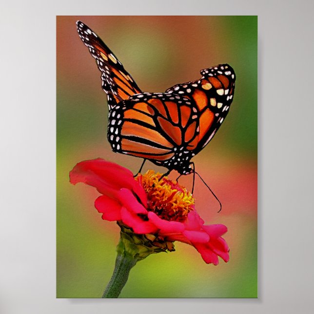 Poster Papillon Monarque sur Bright Pink Zinnia (Devant)