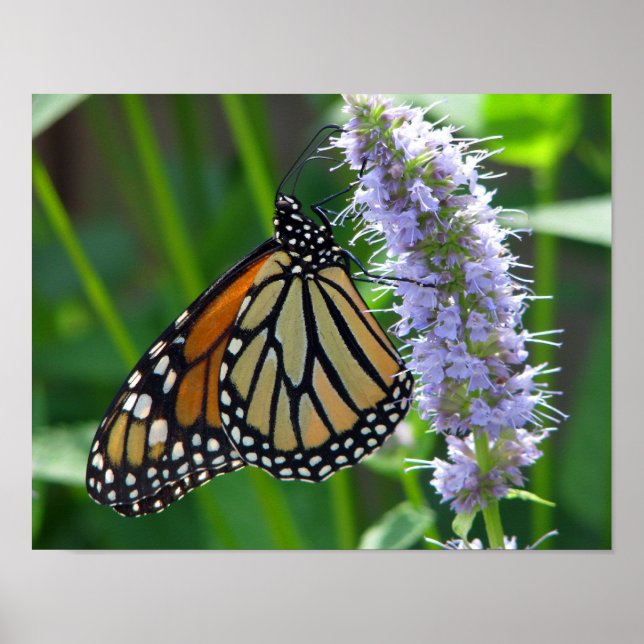Poster Papillon monarque sur fleur (Devant)