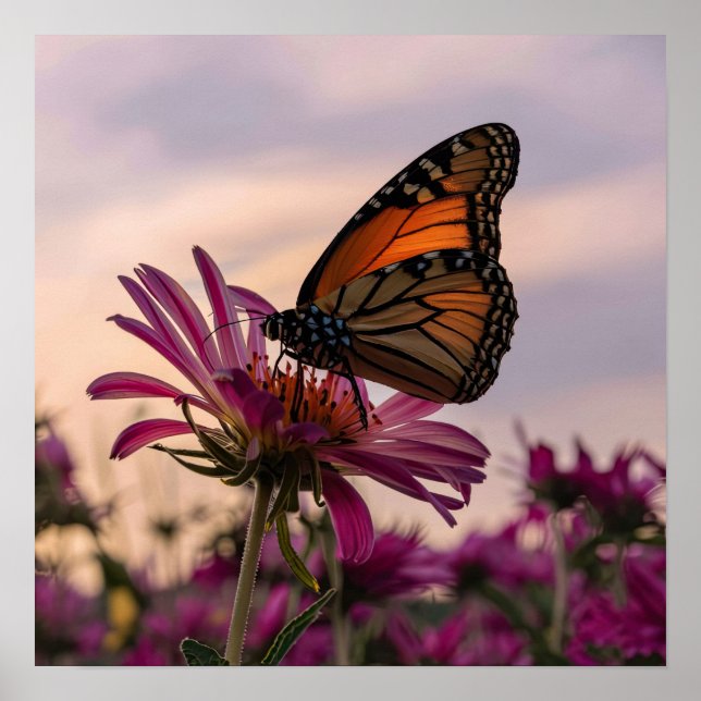 Poster Papillon Monarque sur Fleur (Devant)