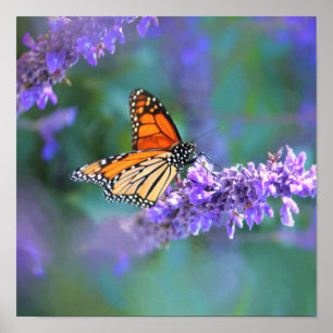 Poster Papillon Monarque sur Fleur violette lilas