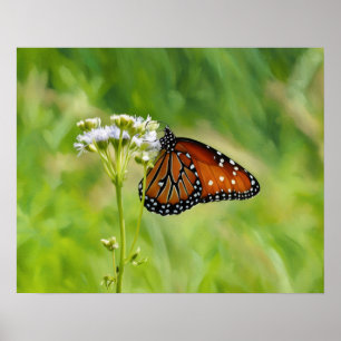 Poster Papillon Monarque sur l'aquarelle Fleur sauvage