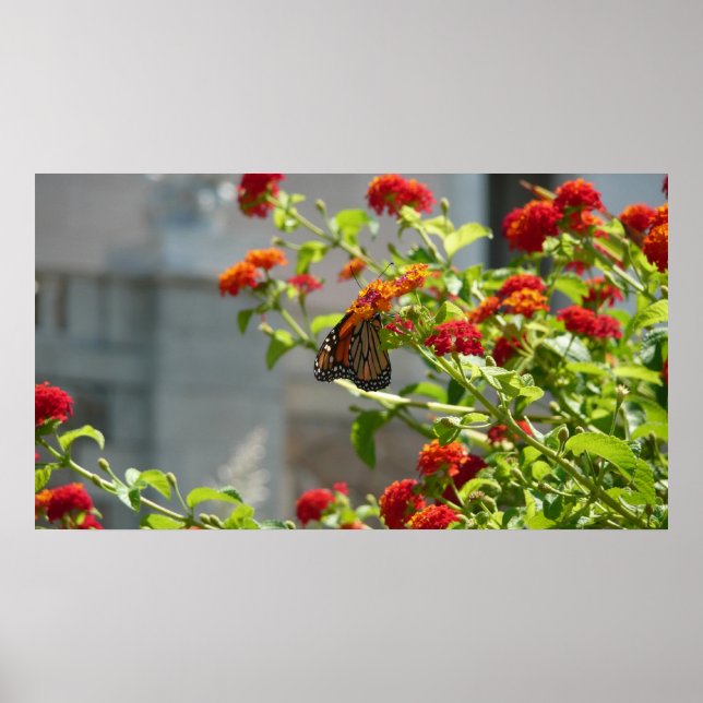 Poster Papillon monarque sur le papillon rouge Bush (Devant)