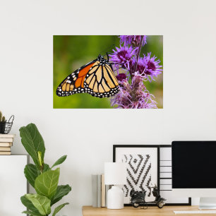 Poster Papillon monarque sur Liatris