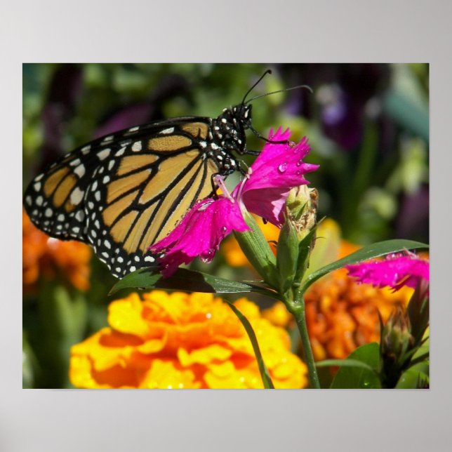 Poster Papillon monarque sur marigold-poster rose (Devant)