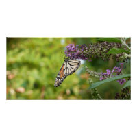 Papillon Monarque sur papillon pourpre Bush