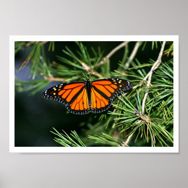 Poster Papillon monarque sur pin (Devant)