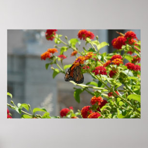 Poster Papillon Monarque sur un Buddleia Rouge