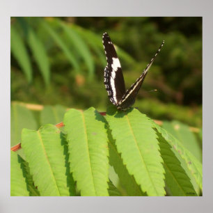 Poster Papillon noir blanc papillon