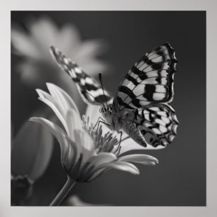 Poster Papillon noir et blanc et fleur