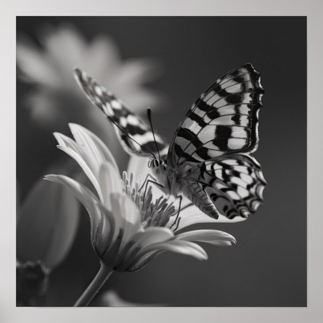 Poster Papillon noir et blanc et fleur (Devant)