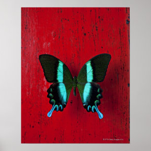 Poster Papillon noir et bleu sur mur rouge
