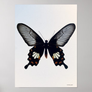 Poster Papillon noir et brun