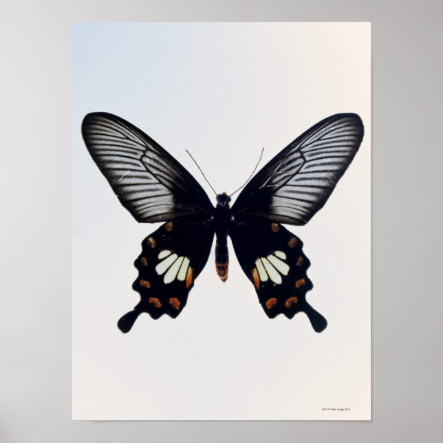 Poster Papillon noir et brun (Devant)