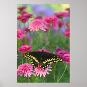 Poster Papillon noir Swallowtail sur Fleur rose foncé