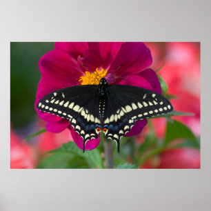 Poster Papillon noir Swallowtail sur Zinnia