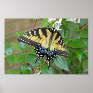 Poster Papillon oriental de machaon de tigre