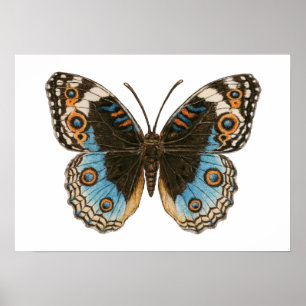 Poster Papillon Pansy Bleu