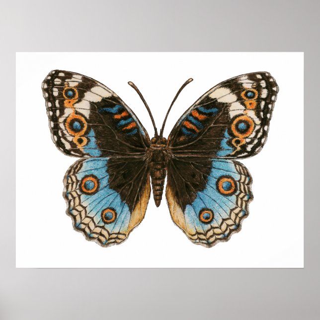 Poster Papillon Pansy Bleu (Devant)