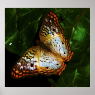 Poster papillon paon