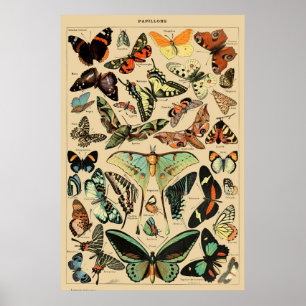 Poster Papillon papillon vintage Ancien art d'illustratio