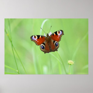 Poster Papillon Peacock