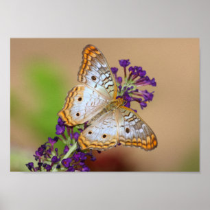 Poster Papillon Peacock blanc sur Fleurs violettes