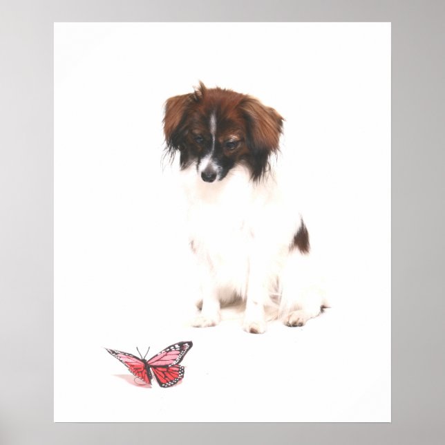 Poster Papillon Phalene avec papillon (Devant)