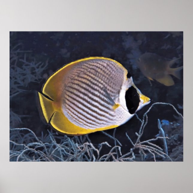 Poster Papillon philippin (Devant)